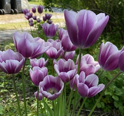 Tulipan Purple Elegance 8 løg